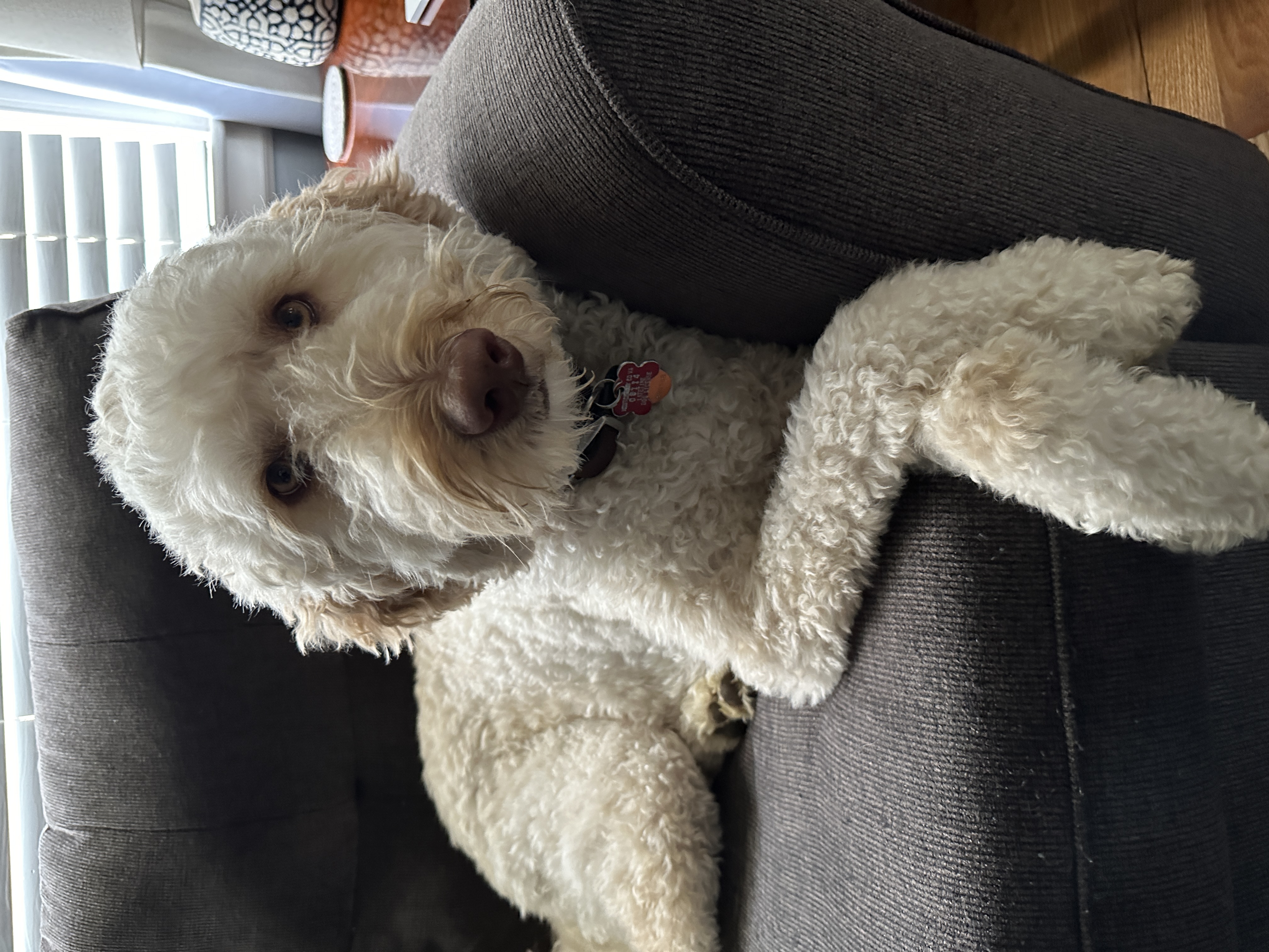 image of a tan coated labradoodle laying on a grey couch and looking at the camera
